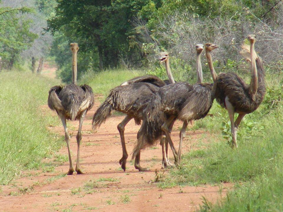 vários avestruzes andando livremente pelas estradas