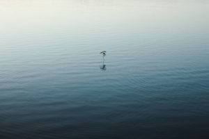 Leia mais sobre o artigo ▷ Sonhar Com Água Limpa Parada – 8 Significados Reveladores