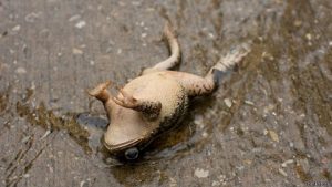 Leia mais sobre o artigo ▷ Sonhar Matando Sapo – O Que Significa?