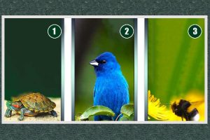 Leia mais sobre o artigo Escolha uma carta e revele sua energia xamânica!