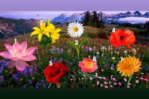 Leia mais sobre o artigo Escolha uma flor e descubra se seu desejo se tornará realidade!