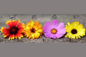 Leia mais sobre o artigo Escolha uma flor e receba uma mensagem poderosa para sua vida!