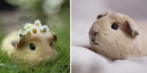 Leia mais sobre o artigo ▷ 500 Sugestões De Nomes Para Hamster – Os melhores