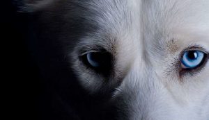 Leia mais sobre o artigo Você sabia? Seu animal de estimação pode afastar espíritos negativos de sua casa!