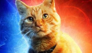 Leia mais sobre o artigo Seu gato é vidente? Depois de ler isso você vai ver seu gato com outros olhos