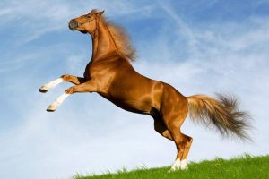 Leia mais sobre o artigo ▷ 270 Nomes De Cavalos 【Únicos e Criativos】