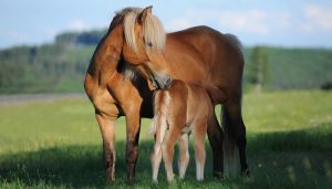 Leia mais sobre o artigo ▷ 500 Nomes Para Égua – Únicos e Criativos