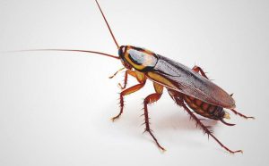 Leia mais sobre o artigo ▷ Sonhar Com Barata Voadora é Mau Presságio?