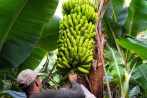 Leia mais sobre o artigo ▷ Sonhar Com Cacho De Banana 【É Sorte?】