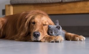 Leia mais sobre o artigo ▷ Sonhar Com Cachorro Morrendo 【É mau presságio?】