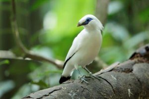 Read more about the article ▷ Sonhar Com Pássaro Branco – É Mau Presságio?