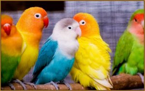 Read more about the article ▷ Sonhar Com Pássaros Coloridos 【É Sorte?】