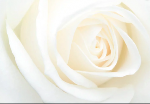 Leia mais sobre o artigo ▷ Sonhar Com Rosa Branca 【É Mau Presságio?】