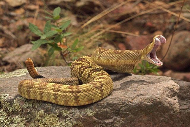 Sonhar com COBRA AZUL, 8 Interpretações