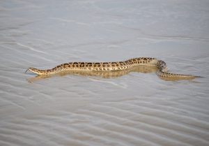 Leia mais sobre o artigo ▷ Sonhar Com Cobra Na Água (É Mau Presságio?)