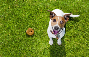 Leia mais sobre o artigo ▷ Sonhar Com Cocô De Cachorro – É Mau Presságio?