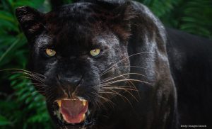 Leia mais sobre o artigo ▷ Sonhar Com Onça Preta – É Mau Presságio?