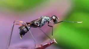 Leia mais sobre o artigo ▷ Formigas Significado Espiritual (Tudo O’que Você Precisa Saber)