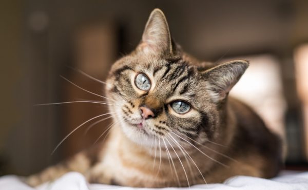 gato rajado bonito