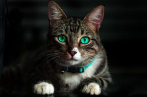 Leia mais sobre o artigo ▷ Gatos Significado Espiritual (Tudo O’que Você Precisa Saber)