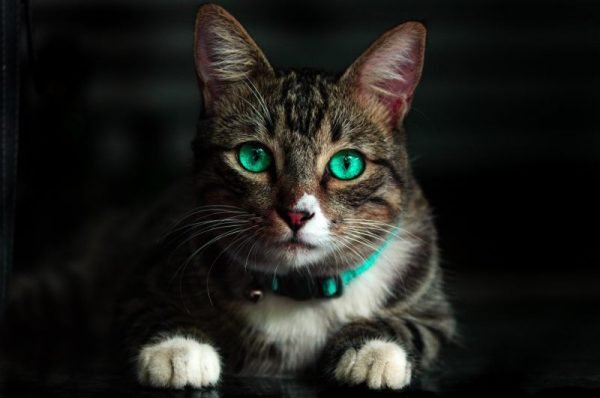 You are currently viewing ▷ Gatos Significado Espiritual (Tudo O’que Você Precisa Saber)