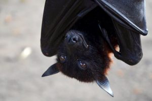 Read more about the article ▷ Descubra o Significado Do Morcego No Espiritismo