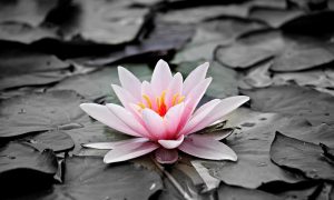 Leia mais sobre o artigo ▷ Flores Significado Espiritual (Tudo O’que Você Precisa Saber)