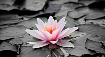 ▷ Flores Significado Espiritual (Tudo O’que Você Precisa Saber)
