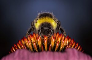 Leia mais sobre o artigo ▷ Abelha Significado Espiritual (Tudo O’que Você Precisa Saber)