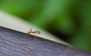 Leia mais sobre o artigo ▷ Formigas Em Casa Significado (Tudo O’que Você Precisa Saber)