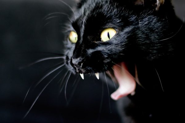 gato preto muito bravo com dente afiado