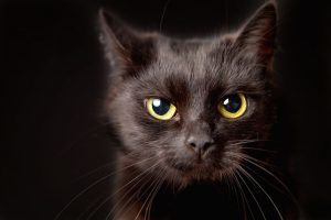 Leia mais sobre o artigo ▷ Gato Preto Significado Espiritual (Tudo O’que Você Precisa Saber)