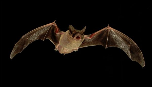 morcego voando no escuro