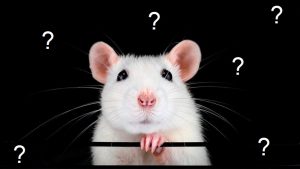 Leia mais sobre o artigo ▷ Ratos Têm Ossos? Resposta COMPLETA!