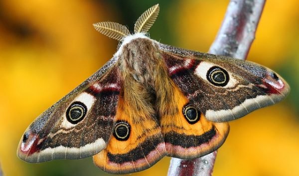 mariposa marrom parada sob um galho