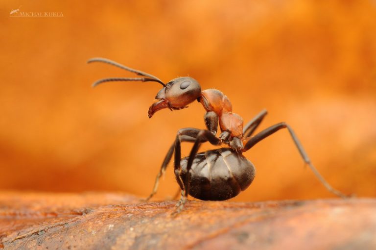 Significado De Formigas No Espiritismo
