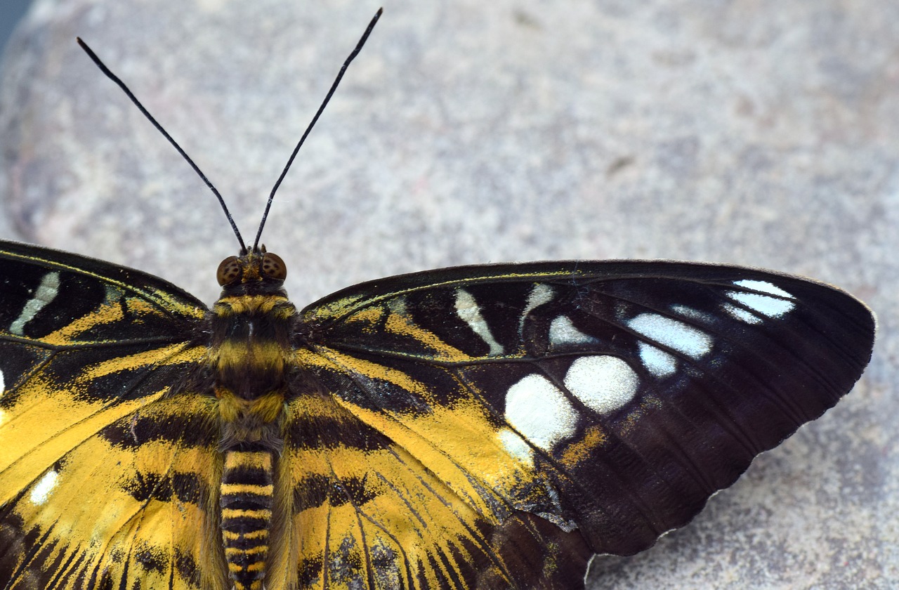 Featured image of post Fotos De Borboleta Bruxa O mais comum ver tatuagens de borboleta em tamanhos menores j que se trata de um desenho delicado e sem muitos detalhes