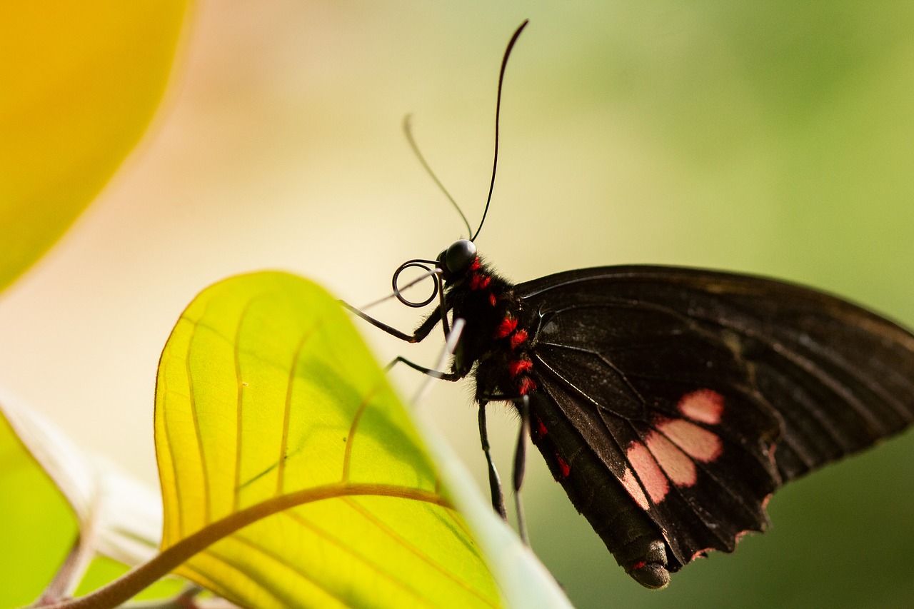 Borboleta Preta Significado Espiritual Você Precisa Saber Disso! Borboleta Preta Significado Espiritual Você Precisa Saber Disso!