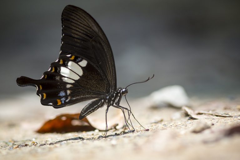 Borboleta Preta Significado Espiritual Você Precisa Saber Disso! Borboleta Preta Significado Espiritual Você Precisa Saber Disso!