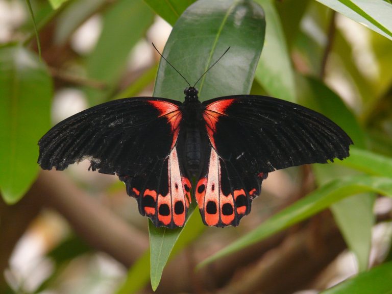 Borboleta Preta Significado Espiritual – Você Precisa Saber Disso!