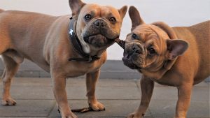 Leia mais sobre o artigo ▷ 750 Nomes De Cachorro Bravo – Ideias Super Criativas