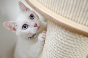 Leia mais sobre o artigo ▷ 400 Nomes Para Gatos Brancos – Ideias Criativas