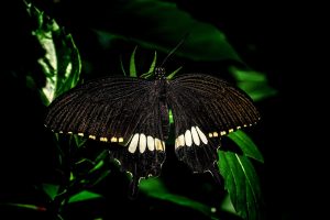 Leia mais sobre o artigo ▷ Borboleta Preta Significado Espiritual – Você Precisa Saber Disso!