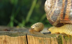 Leia mais sobre o artigo ▷ Sonhar Com Caramujo – É Mau Presságio?