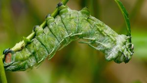 Leia mais sobre o artigo ▷ Sonhar Com Lagarta Verde é Mau Presságio?