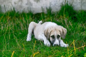 Read more about the article ▷ Oração de São Lázaro Para Curar Cachorro ou Qualquer Animal