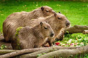 Leia mais sobre o artigo ▷ Sonhar Com Capivara Significa Sorte? DESCUBRA!