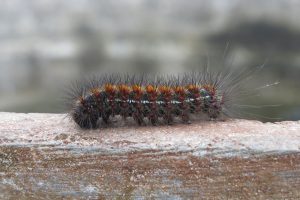 Leia mais sobre o artigo ▷ Sonhar Com Taturana – Significados Reveladores