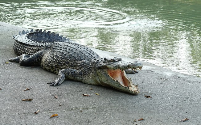 crocodilo persa cinza abrindo a boca perto de um lago