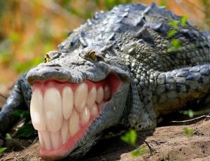 Leia mais sobre o artigo O maior réptil do mundo – Confira a lista dos top 10